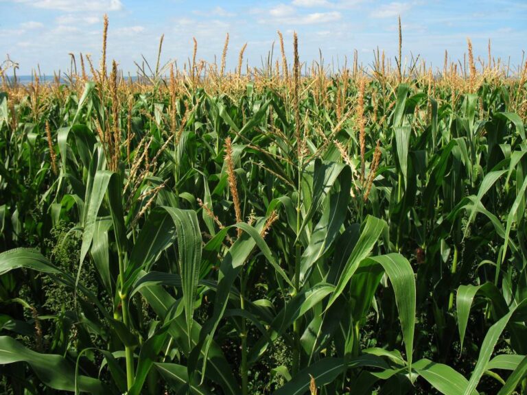 Milho_Lavoura_Agricultura_Cereal.-Foto-por-Pixabay