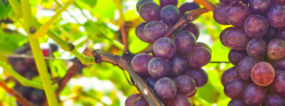 vinho1