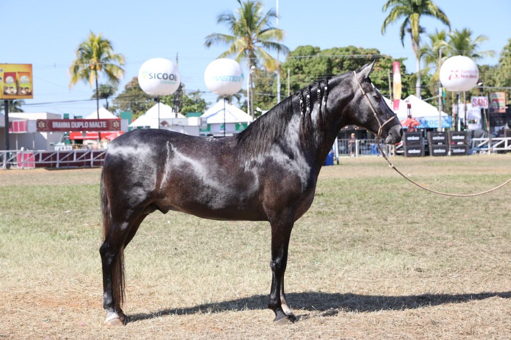 Abertas as inscrições para a Exposição Especializada do Mangalarga Marchador