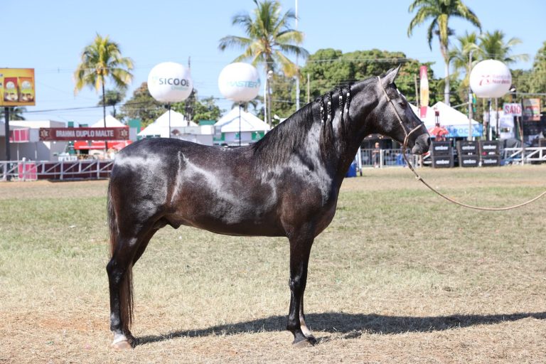 Abertas as inscrições para a Exposição Especializada do Mangalarga Marchador